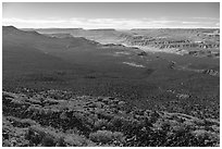 Pine forest and Grand Canyon. Grand Canyon-Parashant National Monument, Arizona, USA ( black and white)
