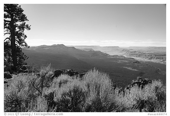 Shrubs, pine forest, and distant Grand Canyon. Grand Canyon-Parashant National Monument, Arizona, USA (black and white)