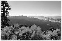 Shrubs, pine forest, and distant Grand Canyon. Grand Canyon-Parashant National Monument, Arizona, USA ( black and white)