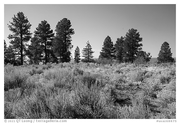 Sage and ponderosa pine trees. Grand Canyon-Parashant National Monument, Arizona, USA (black and white)
