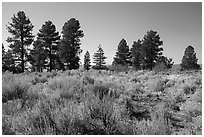 Sage and ponderosa pine trees. Grand Canyon-Parashant National Monument, Arizona, USA ( black and white)