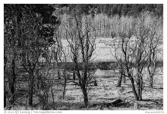Meadow near Mt Logan in late autumn with bare trees. Grand Canyon-Parashant National Monument, Arizona, USA (black and white)