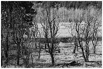 Meadow near Mt Logan in late autumn with bare trees. Grand Canyon-Parashant National Monument, Arizona, USA ( black and white)