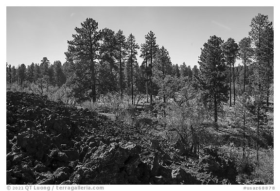 Hardened lava flow and ponderosa pine forest. Grand Canyon-Parashant National Monument, Arizona, USA (black and white)