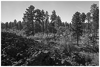 Hardened lava flow and ponderosa pine forest. Grand Canyon-Parashant National Monument, Arizona, USA ( black and white)