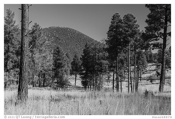 Ponderosa pine forest and Mount Trumbull. Grand Canyon-Parashant National Monument, Arizona, USA (black and white)