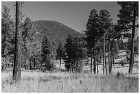 Ponderosa pine forest and Mount Trumbull. Grand Canyon-Parashant National Monument, Arizona, USA ( black and white)