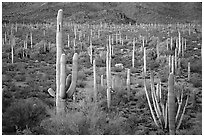 Pictures of Desert Plants