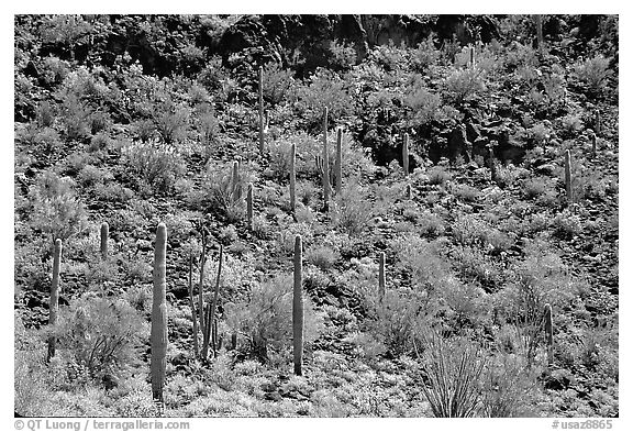 Saguaro Cactus on hillside. Organ Pipe Cactus  National Monument, Arizona, USA