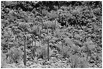 Saguaro Cactus on hillside. Organ Pipe Cactus  National Monument, Arizona, USA ( black and white)