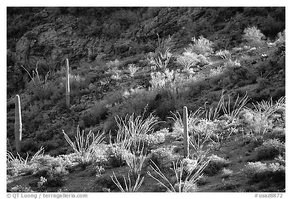 Ocotillo and cactus on a slope. Organ Pipe Cactus  National Monument, Arizona, USA