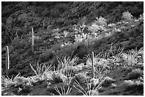 Ocotillo and cactus on a slope. Organ Pipe Cactus  National Monument, Arizona, USA ( black and white)