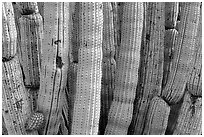 Detail of Organ Pipe Cactus. Organ Pipe Cactus  National Monument, Arizona, USA ( black and white)