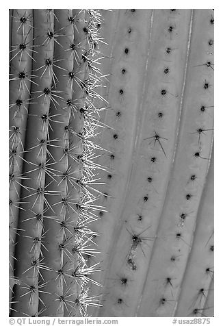 Detail of Organ Pipe Cactus. Organ Pipe Cactus  National Monument, Arizona, USA (black and white)