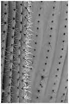 Detail of Organ Pipe Cactus. Organ Pipe Cactus  National Monument, Arizona, USA ( black and white)