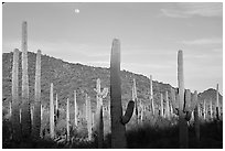 Saguaro cactus and moon. Organ Pipe Cactus  National Monument, Arizona, USA (black and white)