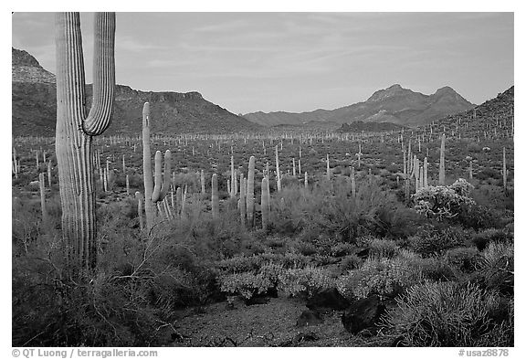Cacti, Diablo Mountains, dusk. Organ Pipe Cactus  National Monument, Arizona, USA