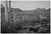 Cacti, Diablo Mountains, dusk. Organ Pipe Cactus  National Monument, Arizona, USA ( black and white)