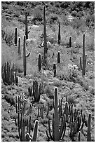 Cactus on hillside. Organ Pipe Cactus  National Monument, Arizona, USA ( black and white)