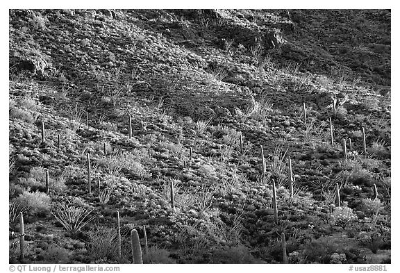 Saguaro and Ocotillo  on a slope. Organ Pipe Cactus  National Monument, Arizona, USA (black and white)