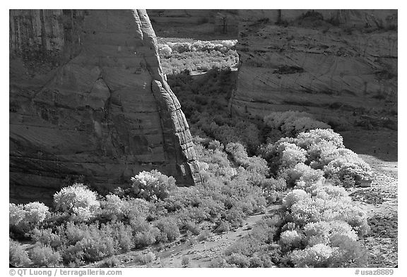 Cottonwoods in fall color and walls, White House Overlook. Canyon de Chelly  National Monument, Arizona, USA (black and white)