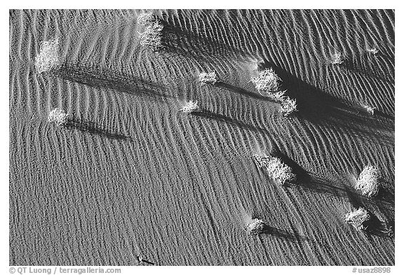 Bushes on sand dune. Canyon de Chelly  National Monument, Arizona, USA (black and white)