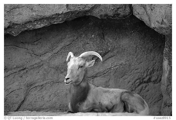 Desert Bighorn sheep, Arizona Sonora Desert Museum. Tucson, Arizona, USA