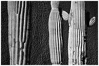 Cactus and wall, Old Tucson Studios. Tucson, Arizona, USA ( black and white)