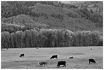 Cows in meadow and aspen covered slopes in spring. Colorado, USA ( black and white)