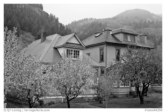 Flowering trees and houses. Telluride, Colorado, USA (black and white)