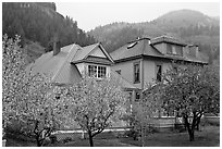 Flowering trees and houses. Telluride, Colorado, USA ( black and white)