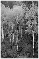 Aspen trees with new spring leaves. Colorado, USA (black and white)