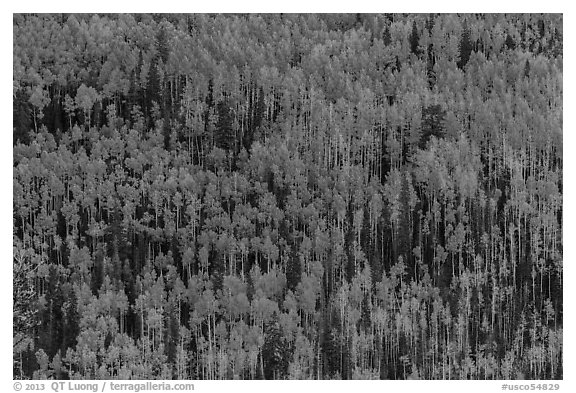 Slope with aspens in autumn color, Rio Grande National Forest. Colorado, USA (black and white)