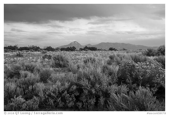 Shrubs on flats and Sleeping Ute Mountain, evening. Canyon of the Anciens National Monument, Colorado, USA (black and white)