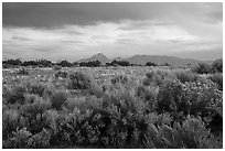 Shrubs on flats and Sleeping Ute Mountain, evening. Canyon of the Anciens National Monument, Colorado, USA ( black and white)