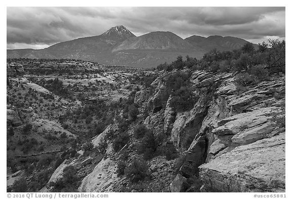 Sand Canyon. Canyon of the Ancients National Monument, Colorado, USA (black and white)