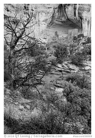 Juniper and cliff dwelling in alcove. Canyon of the Anciens National Monument, Colorado, USA (black and white)