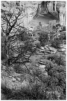 Juniper and cliff dwelling in alcove. Canyon of the Anciens National Monument, Colorado, USA ( black and white)