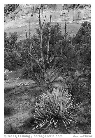 Yucca and juniper. Canyon of the Anciens National Monument, Colorado, USA (black and white)