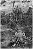 Yucca and juniper. Canyon of the Anciens National Monument, Colorado, USA ( black and white)