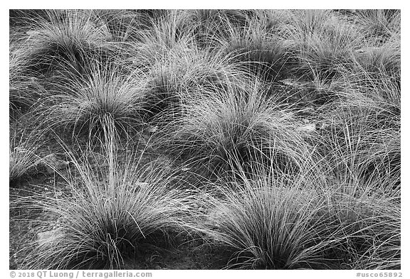 Grasses. Canyon of the Anciens National Monument, Colorado, USA (black and white)