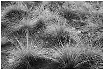 Grasses. Canyon of the Anciens National Monument, Colorado, USA ( black and white)