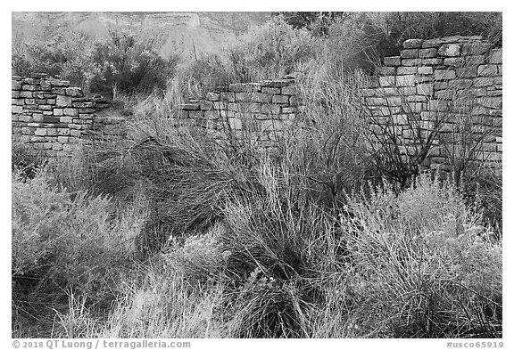 Shrubs and Lower House wall. Yucca House National Monument, Colorado, USA (black and white)