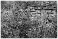 Shrubs and wall detail. Yucca House National Monument, Colorado, USA ( black and white)