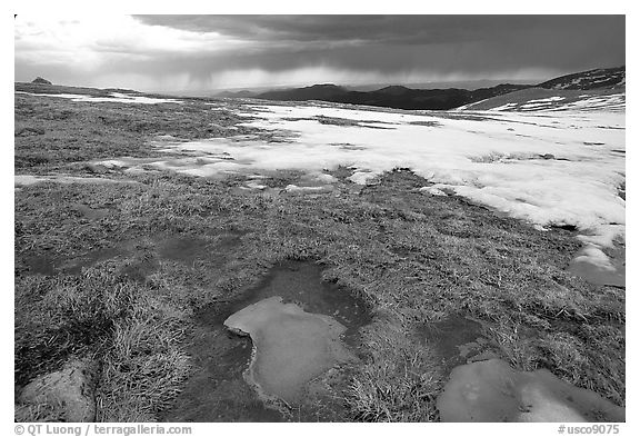 Tundra and snow on Mt Evans. Colorado, USA (black and white)