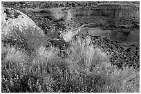Indian Paintbrush and sandstone cliffs. Colorado National Monument, Colorado, USA ( black and white)