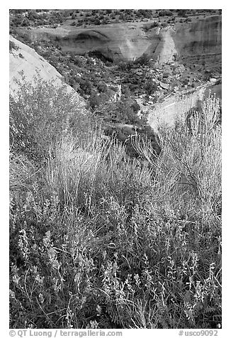 Indian Paintbrush and sandstone cliffs. Colorado, USA (black and white)