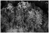 Trees in winter, Riffle Canyon. Colorado, USA ( black and white)