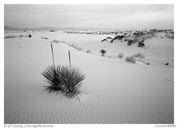 Yuccas and gypsum dunes, dawn, White Sands National Monument. New Mexico, USA (black and white)