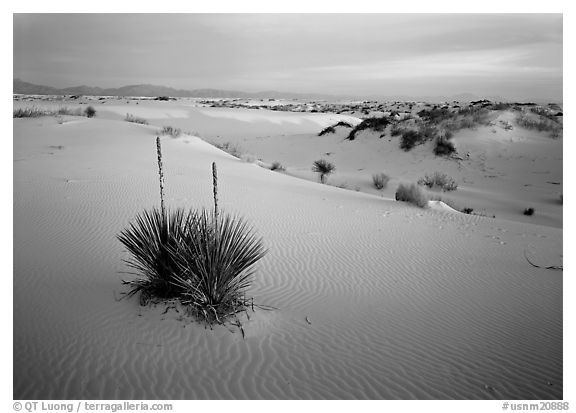 Yucca and white gypsum sand at sunrise, White Sands National Monument. New Mexico, USA (black and white)